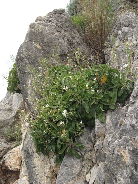 Brassica insularis